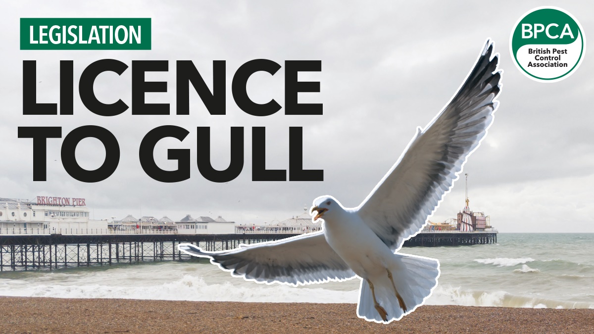 gull hero